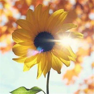 圣斗西游游戏(暂未上线)v1.1 安卓版